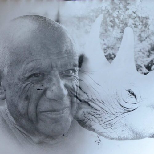 Grand et beau portrait photographique de Pablo Picasso avec un rhinocéros