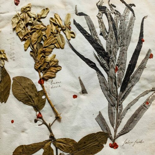 Splendide herbier de 1746 en très bel état de conservation