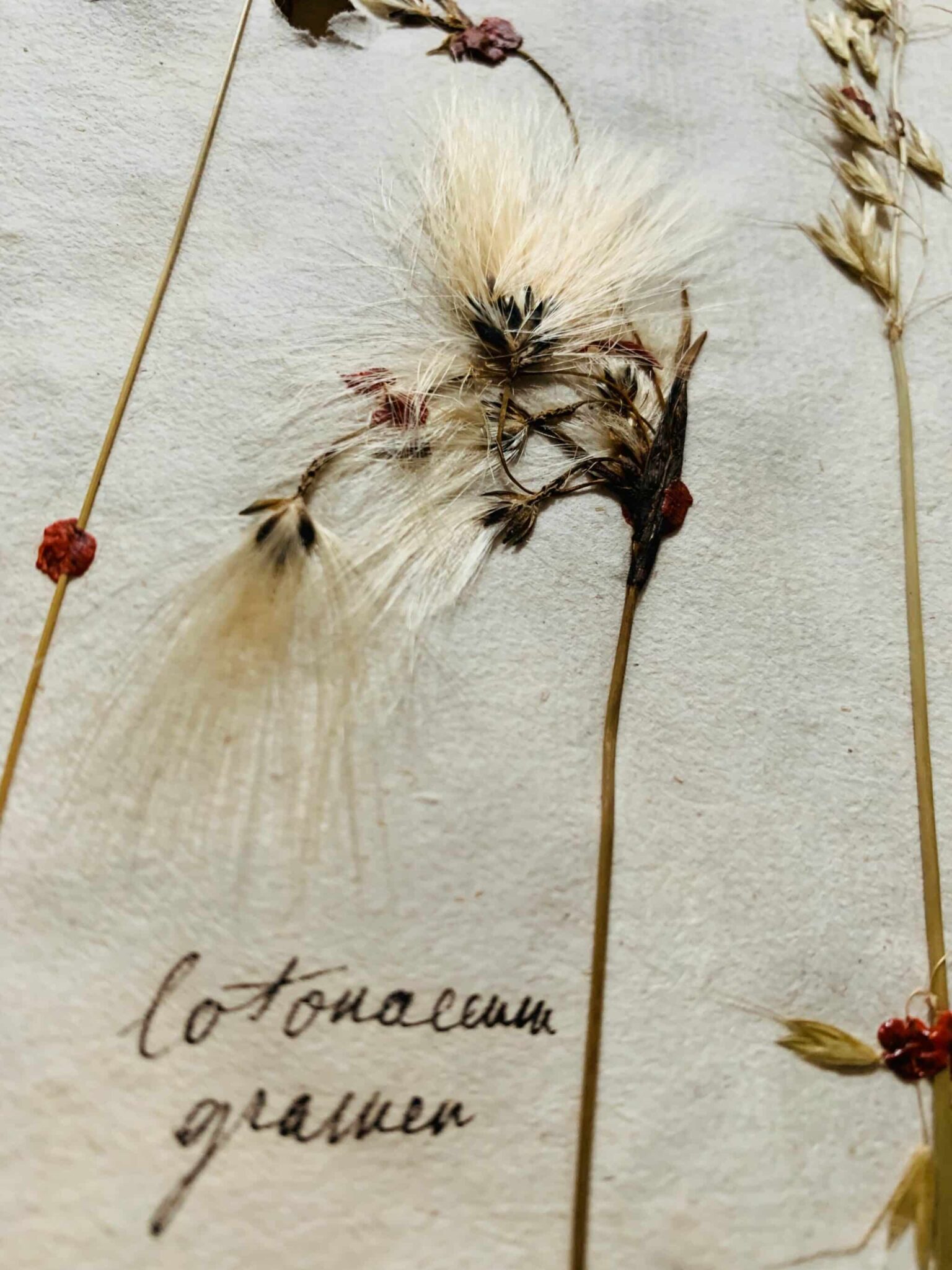 Herbier 10 - 1
