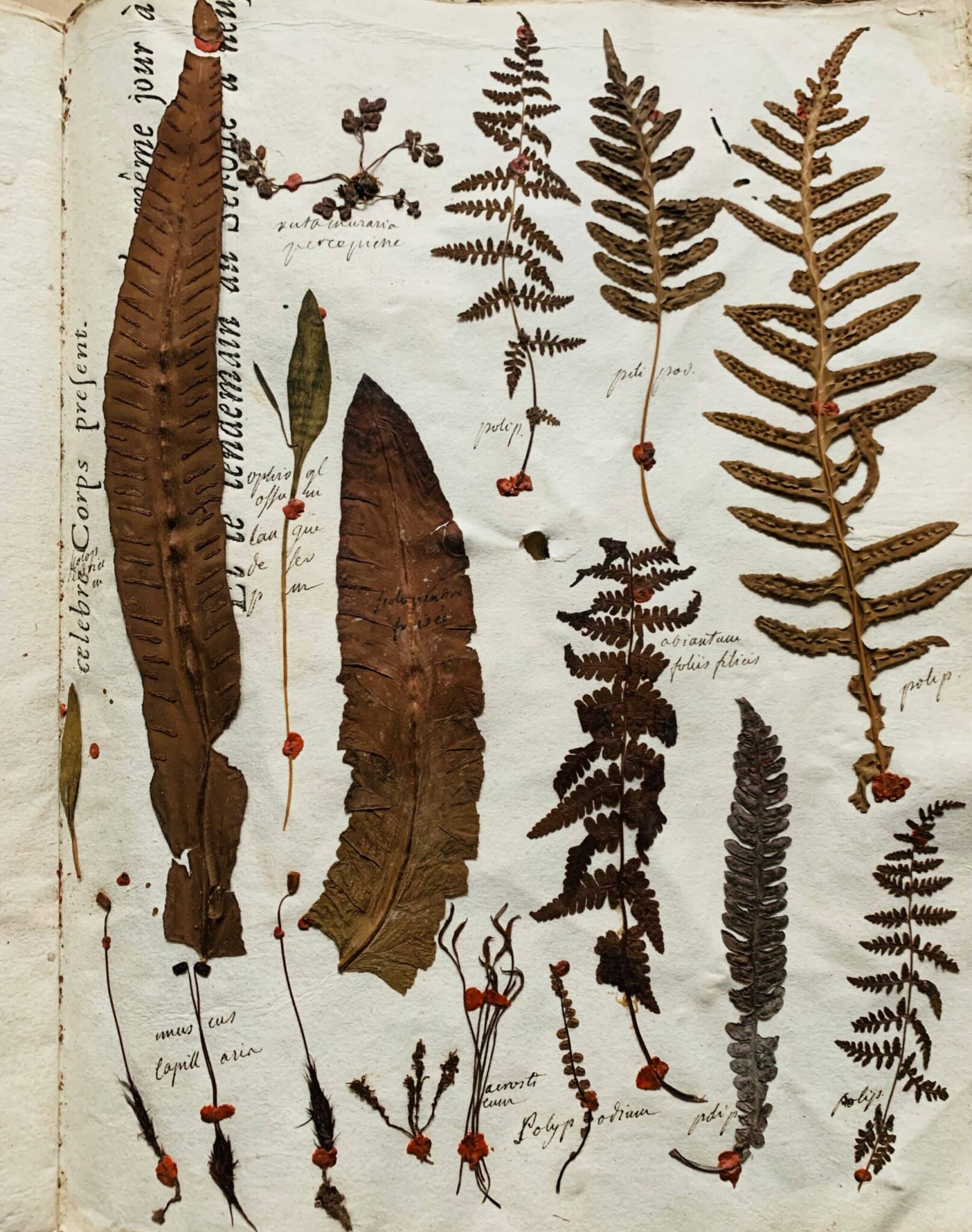 Herbier 11 - 1