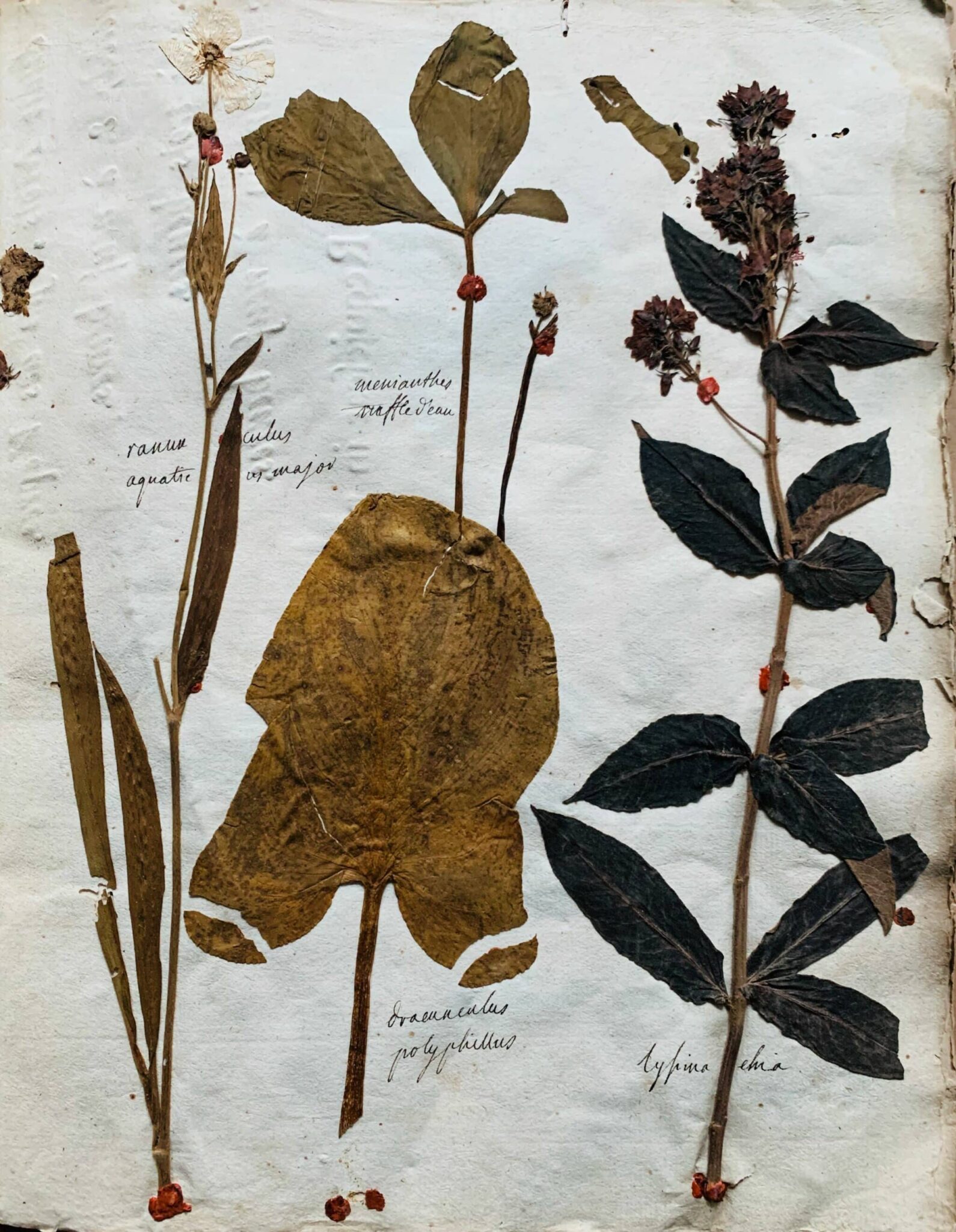 Herbier 12 - 1