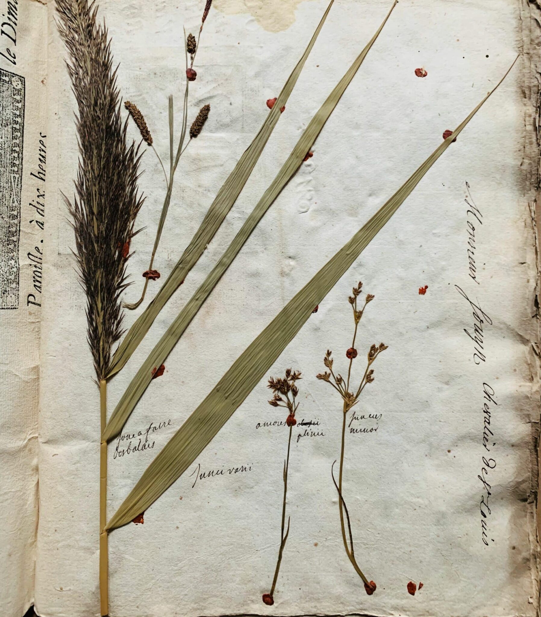 Herbier 13 - 1