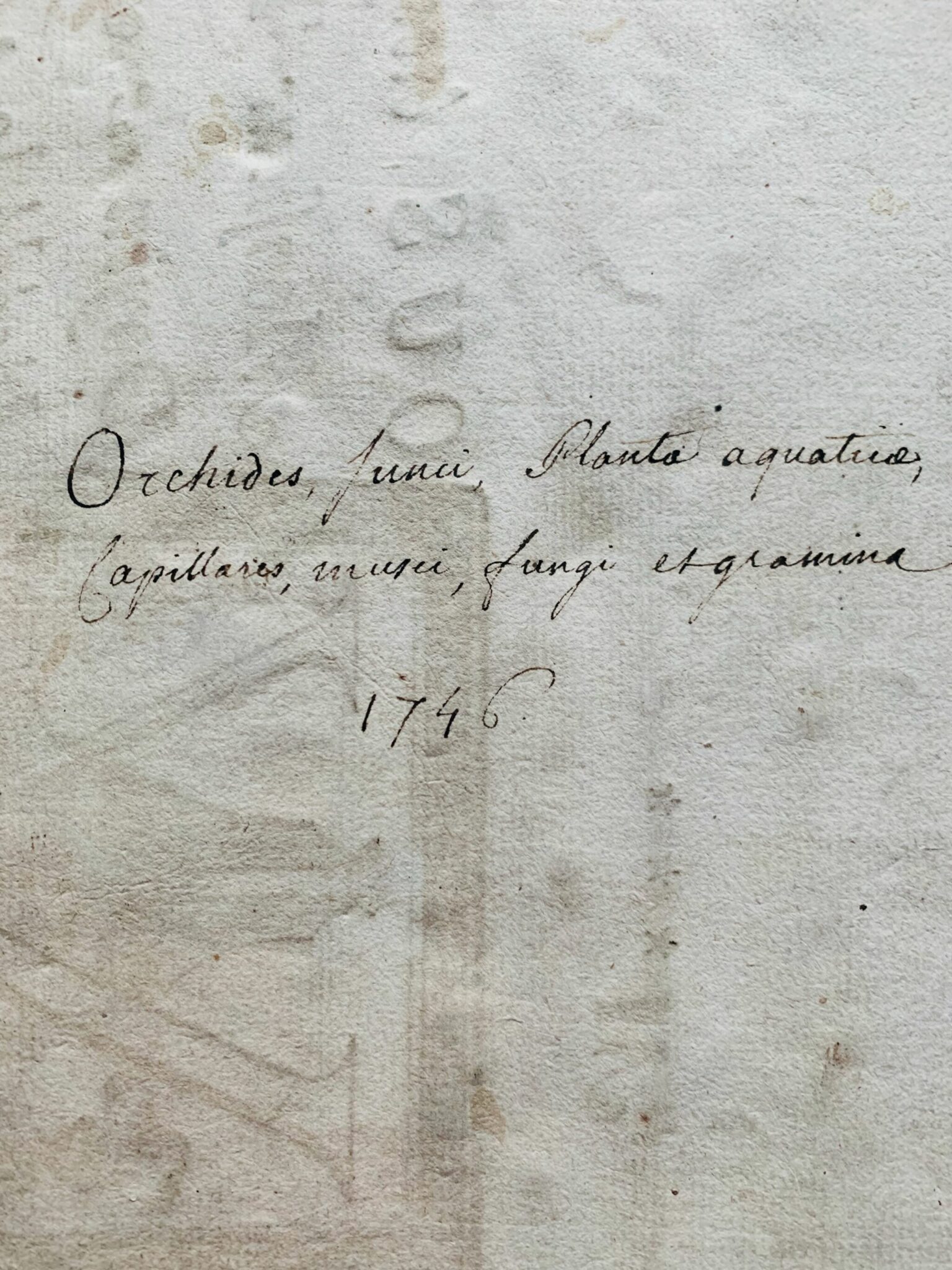 Herbier 14 - 1