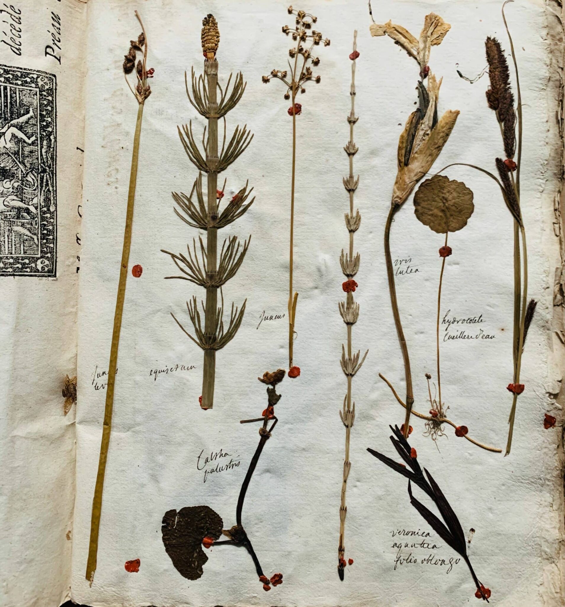 Herbier 15 - 1