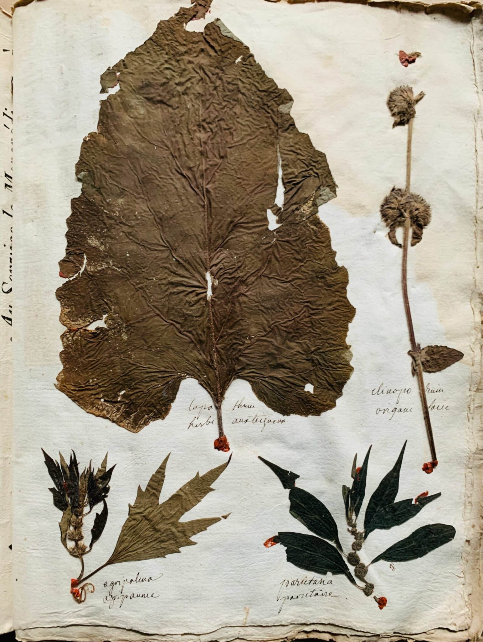 Herbier 3 - 1