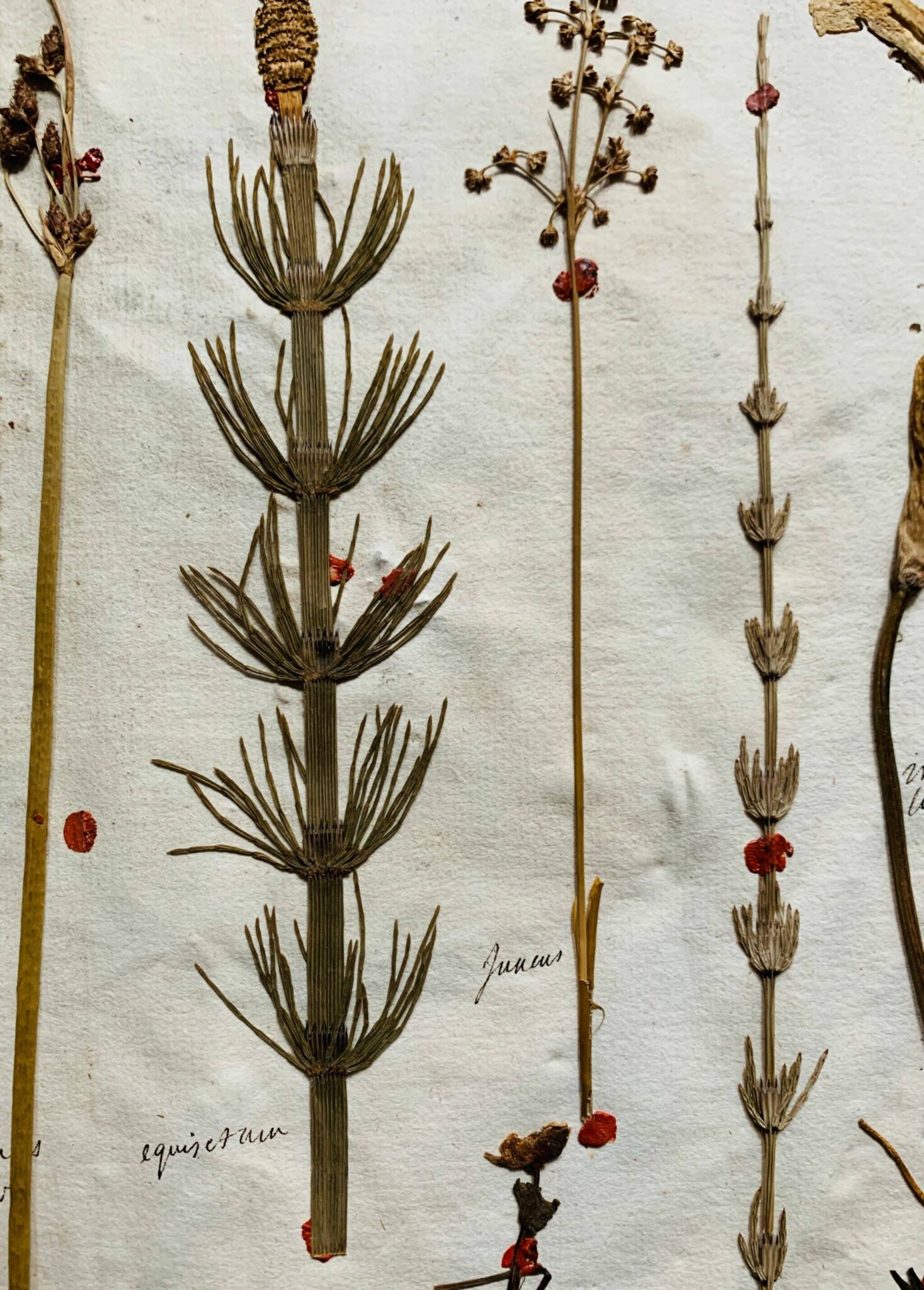 Herbier 5 - 1
