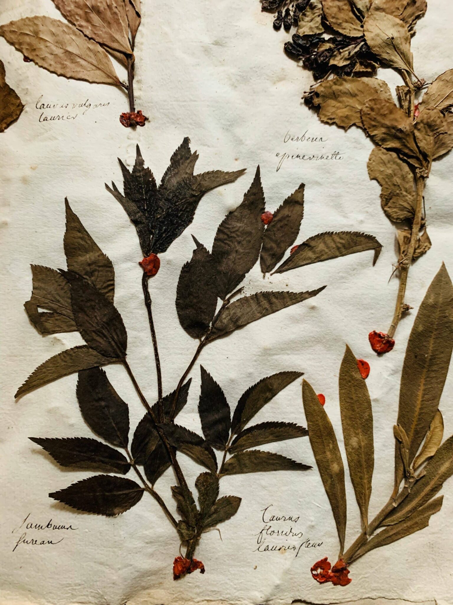 Herbier 6 - 1