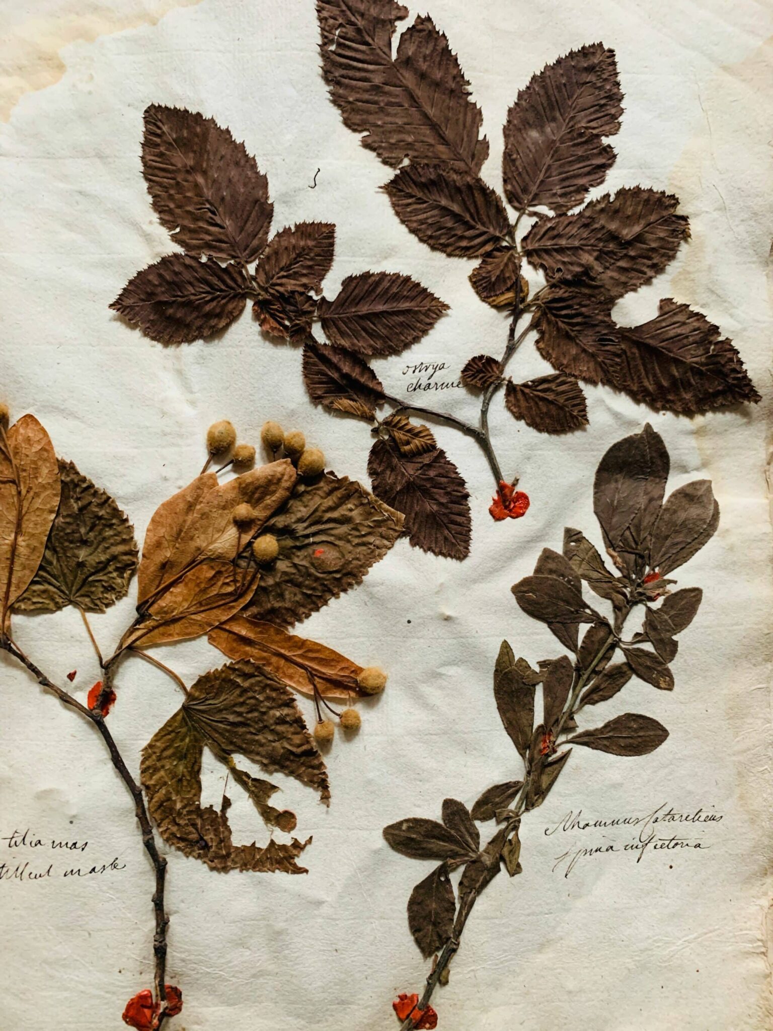 Herbier 7 - 1