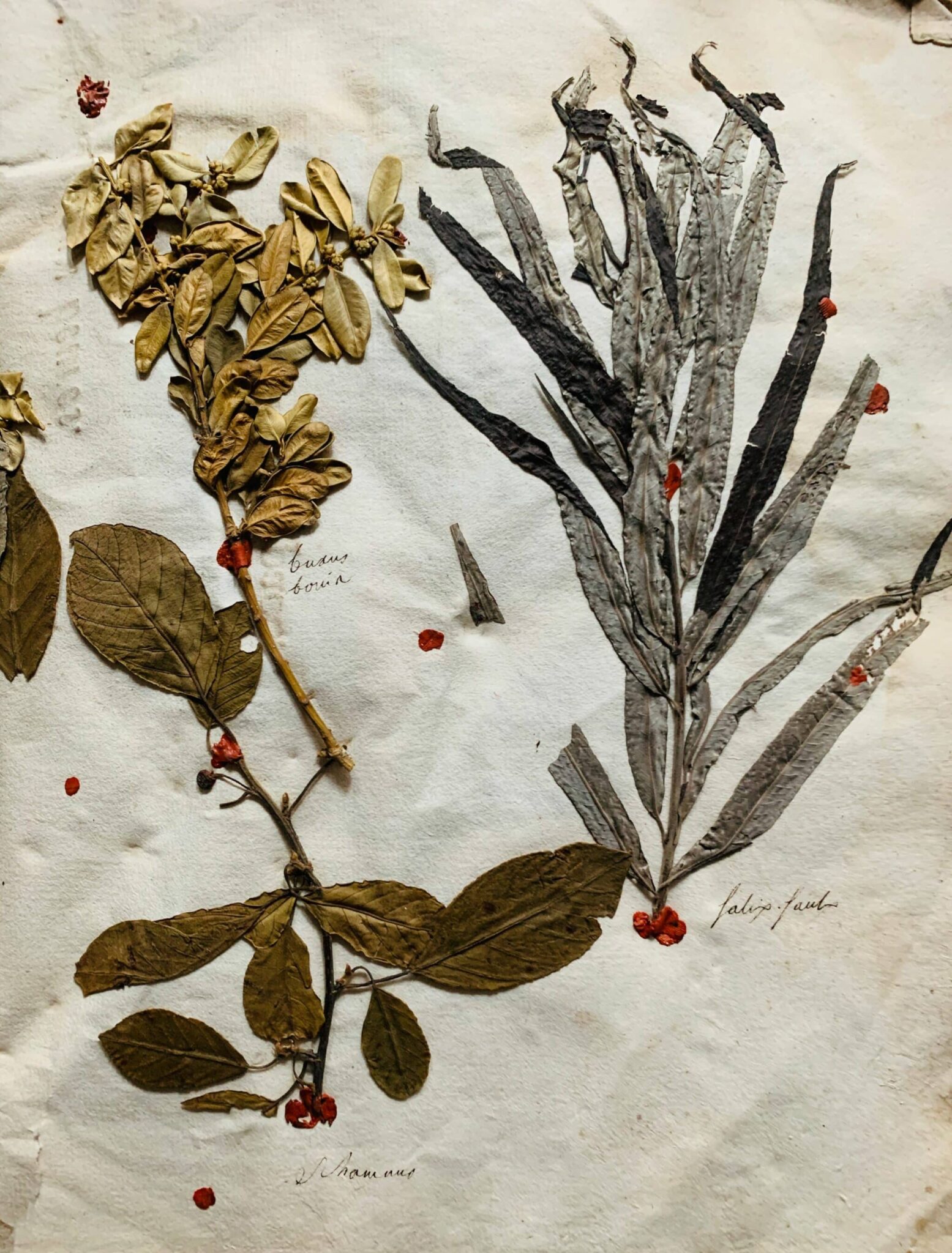 Herbier 8 - 1