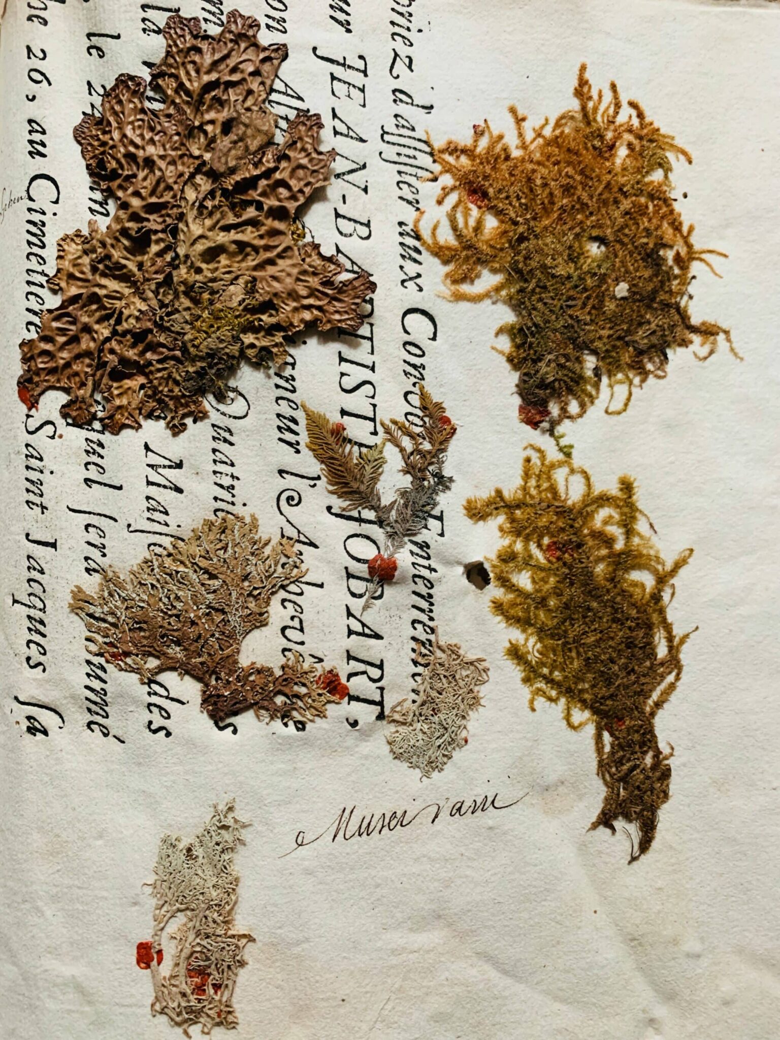 Herbier 9 - 1