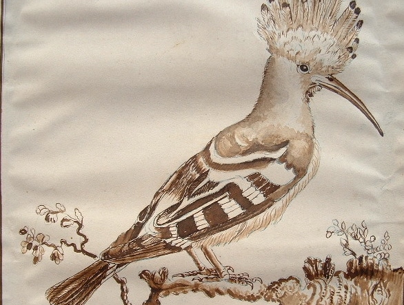 Deux planches de dessins d'oiseaux, d'après Buffon.